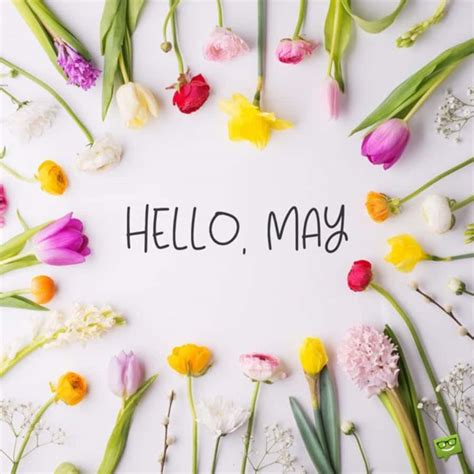 Download Hello May Written On A White Background With Colorful Flowers