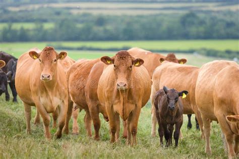 Herd Of Hereford Beef Cattle Livestock In A Field On A UK Farm Stock Photo Image Of Herd