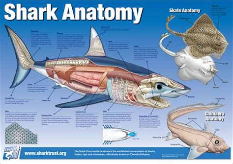 Sharks Anatomy