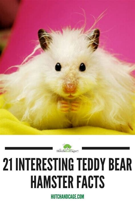 21 Interesting Teddy Bear Hamster Facts In 2020 Bear Hamster Hamster