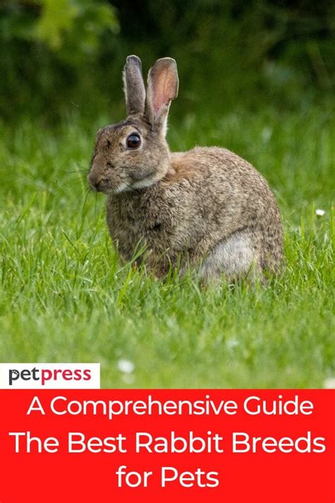A Comprehensive Guide The Best Rabbit Breeds For Pets