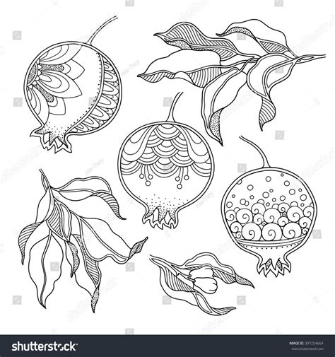 Vector Set Pomegranate Fruits And Leaves In Doodle Style Nature