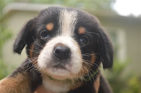 Three extremely cute puppies in the mountains. entlebucher mountain dog puppies for sale