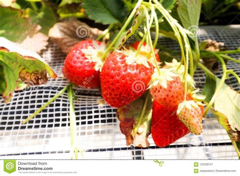Closeup Of Red Strawberry Hanging Farm Full Of Ripe Strawberrie Stock