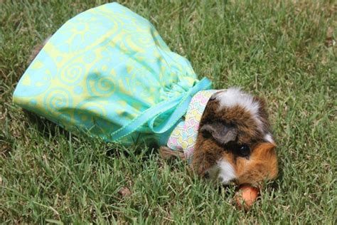 Guinea Pig Dress