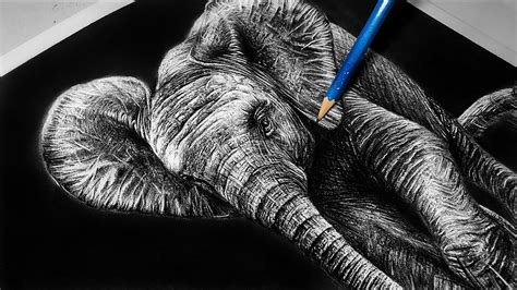 Realistic Elephant Drawing Baby Elephant Pencil Portrait Youtube