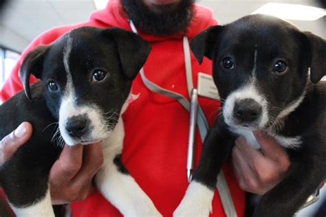Atlanta Humane Society Opens For Emergency Animal Shelter Gafollowers