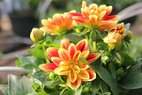Dahlias And One Of The Most Gorgeous Varieties Youll Find Dahlia
