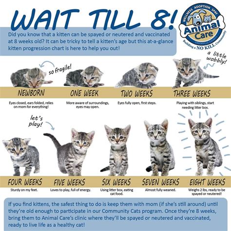 Cat spraying and marking is a unique behaviour which can be a real problem if they start doing it in the house. Pet Grooming - Cat Family Foundation