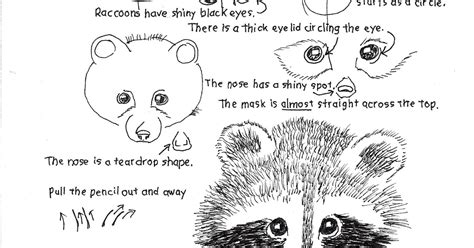 How To Draw Worksheets For The Young Artist How To Draw A Raccoon Face