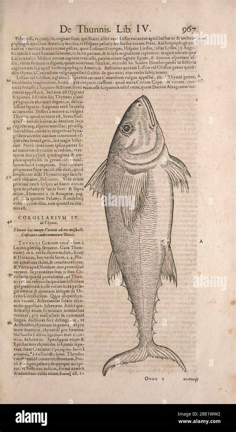 Historia Animalium History Of The Animals Published In 15511558