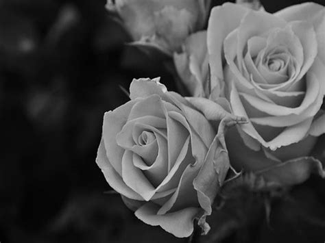 Black And White Roses Flowers Blooming Blossom Hd Wallpaper Peakpx