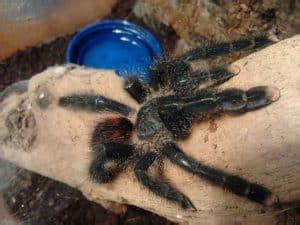 Tarantulas are quiet and need little space, so keeping them as pets can be a pink toe tarantulas (avicularia avicularia) 08 of 10. Tarantula as Pets - Shrimp and Snail Breeder