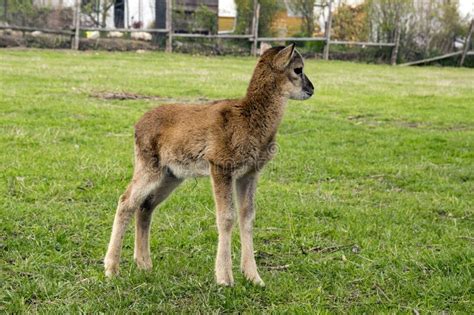 Europese Mouflondieren Achter De Omheining Die Paardebloemen Eten Stock