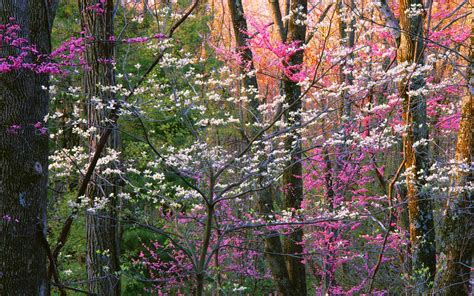 Tranquil Wallpaper With Images Forest Flowers Spring Flowering