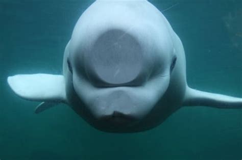 Cheeringupcharlie On Imgfave Beluga Whale Funny Animal Pictures Beluga