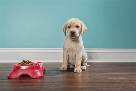 What Happens When A Dog Stops Eating