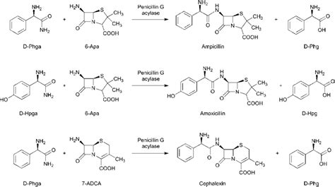Scheme 16 Synthesis Of B Lactam Antibiotics Ampicillin Amoxicillin And