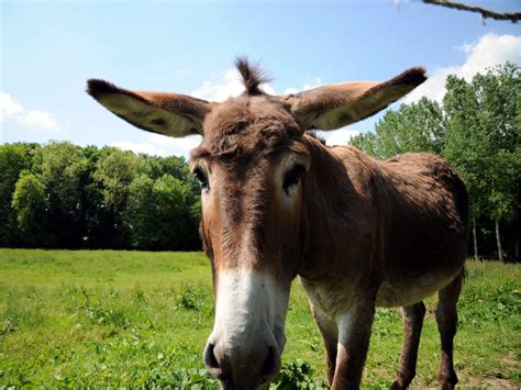 Donkey Wallpapers Fun Animals Wiki Videos Pictures Stories