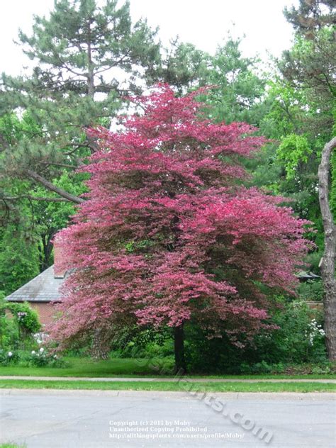 Photo Of The Entire Plant Of Tri Colored European Beech
