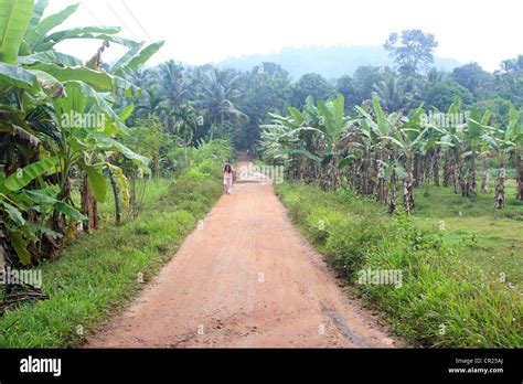 Village Road Through Agriculture Land In Kerala India Stock Photo Alamy