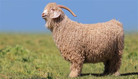 Breed Profile Get To Know Angora Goats Hobby Farms