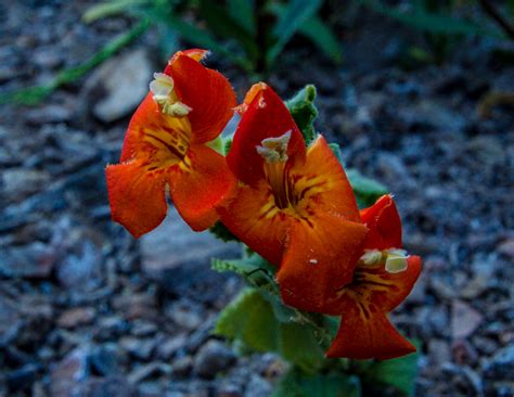 Plant Of The Month Scarlet Monkey Flower