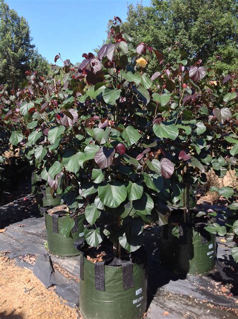 Image Of Red Cottonwood Plants Tropical Plants Cool Plants