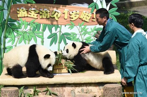 Panda Twins Celebrate First Birthday At Chongqing Zoo Shanghai Daily