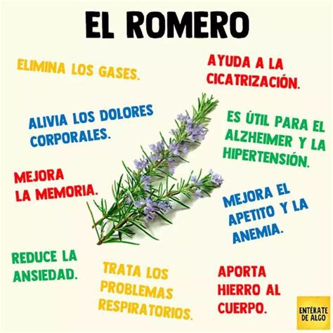 El Romero Y Sus Propiedades Salud Y Belleza Natural