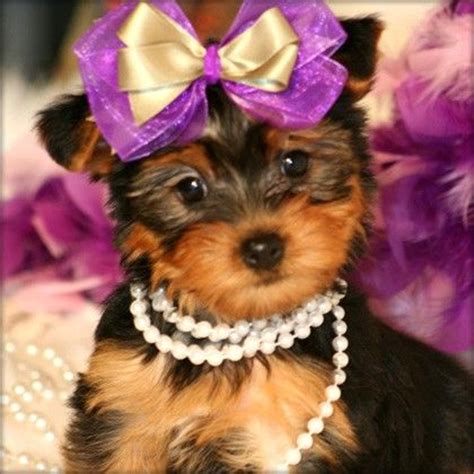 Use the form to the right to find a puppy near you. Free Teacup Yorkies | Two TEACUP YORKIE PUPPIES FOR FREE ...