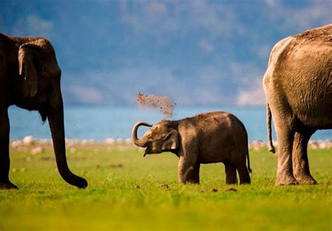 Estos Elefantes Bebés Conseguirán Sacarte Una Sonrisa