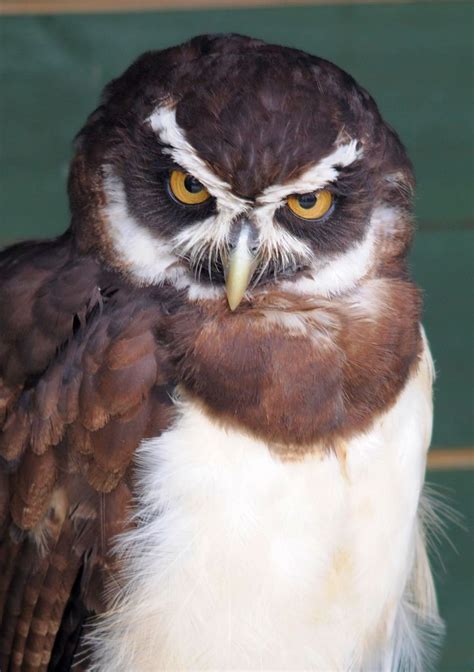 Spectacled Owl Spectacled Owl Pulsatrix Perspicillata Owl Owl