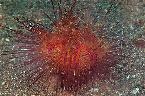 4481 Long Spined Sea Urchin Long Spined Sea Urchin Astropy Flickr