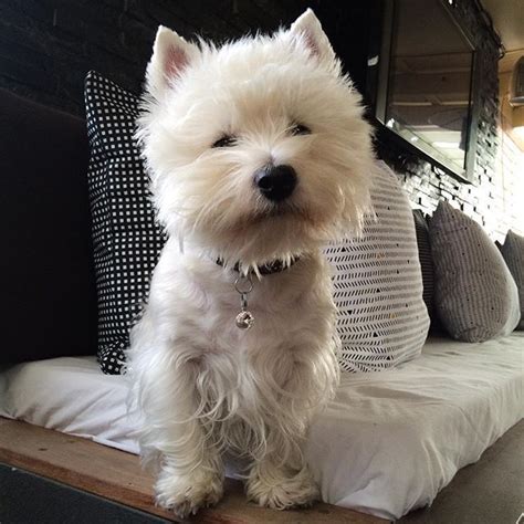 Emma The Cheeky Westie 💕 On Instagram Looking Forward To The Weekend