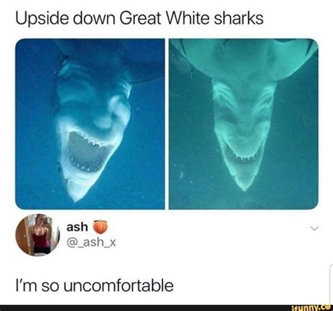 Pin By Sanjana M On Random But Funny Great White Shark Dark Humour