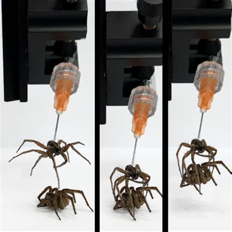 “necrobotic” engineers resurrect dead franken spiders for use as zombie grapplers whitley