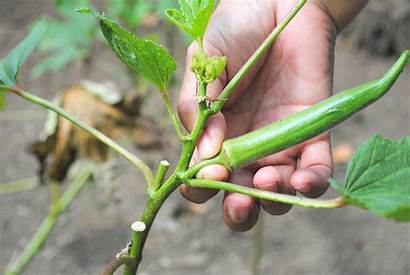 Okra Grow Wikihow Planting Vegetable Plant Growing