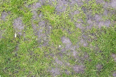 Lawn Worn How To Fix The Worn Areas Of A Lawn