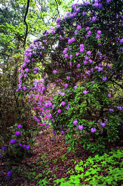 Fairy Woods Of Blooming Rhododendrons 3 Photograph By Jenny Rainbow