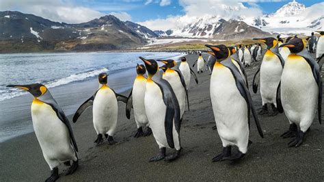¿dónde Viven Los Pingüinos Un Viaje Por El Hemisferio Sur En Su