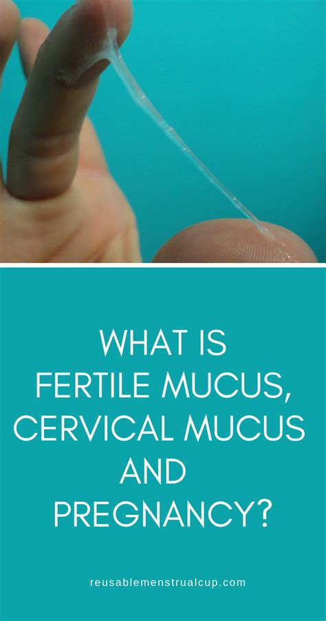 What Is Fertile Mucus Cervical Mucus Cervical Mucus Chart Cervix Mucus