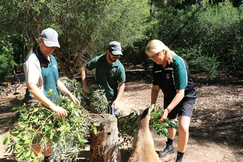 Being An Animal Care Volunteer Perth Zoo