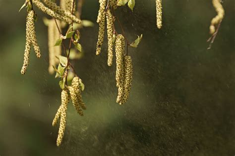 Birch Tree Pollen Stock Photos Pictures And Royalty Free Images Istock