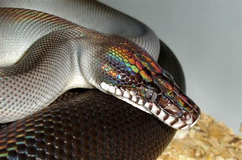 Molecular Reptile Online Snakes And Information