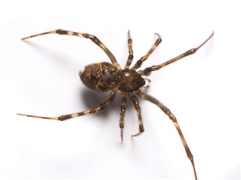 Common House Spiders House Spider Control And Information