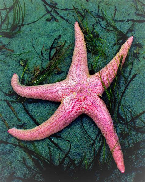 Pink Dancing Starfish Photograph By Patricia Aubin