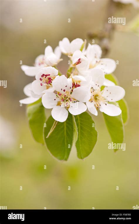 White Pear Inflorescence Detail Blossoms Twig Macro Pyrus Tree