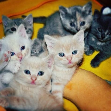 Kitten Cuteness Overload With Images Kittens Cutest Cute Cats