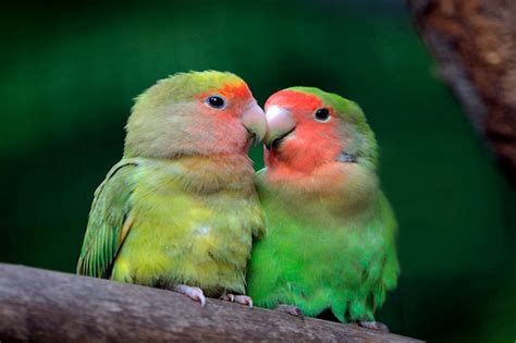 Just Cute Love Birds Animals